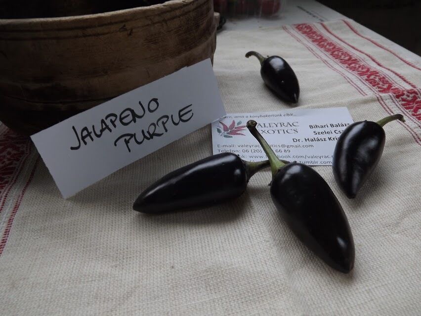 Purple Jalapeno Chili - 10+ seeds - Graines - Semillas - PURPLE and HOT!