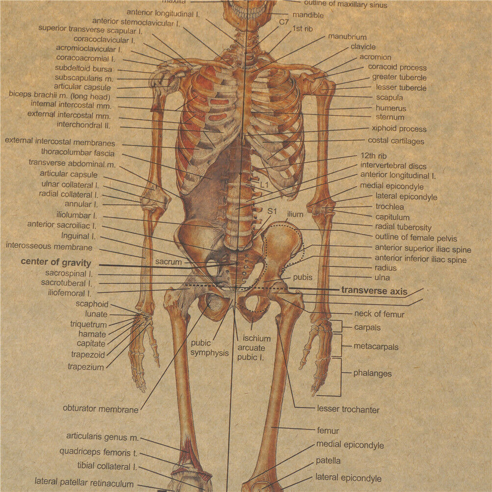 skeletal anatomy poster bar home decor retro kraft paper painting wal.l8