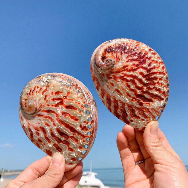 Natural Abalone Shell Conch Aquarium Fish Tank Ornaments Landscape 11-12CM