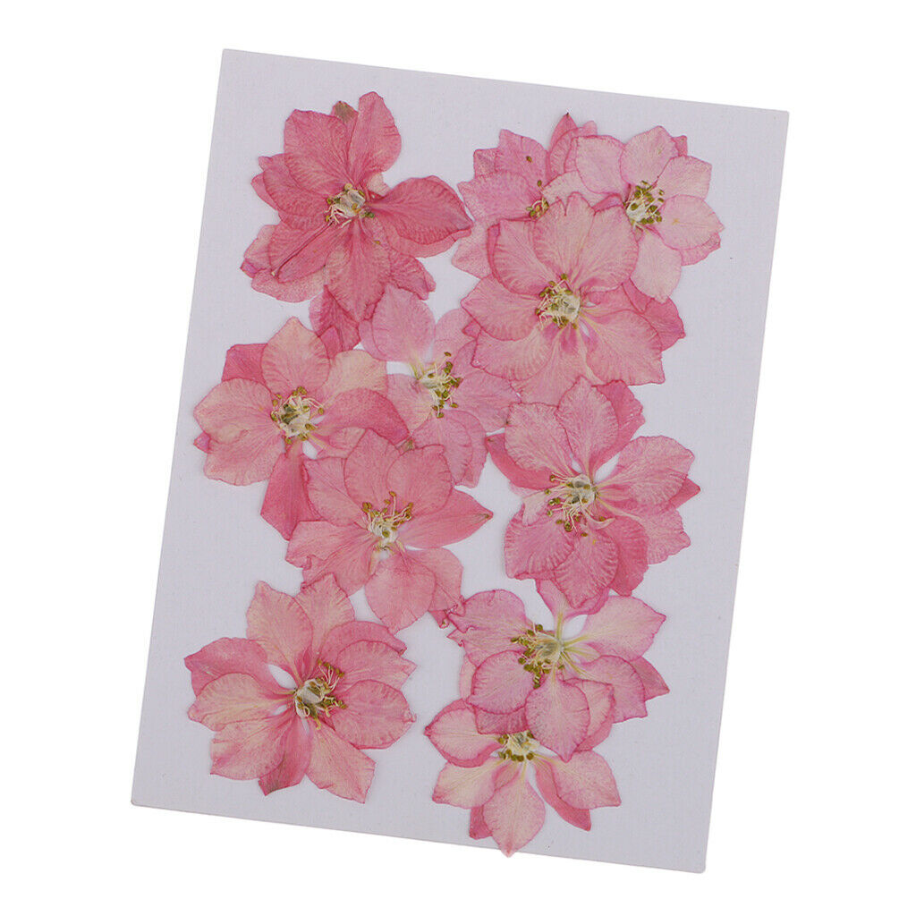 12 Pcs Pressed Flowers Dried Larkspur Real Pressed Dried Flowers DIY Pink