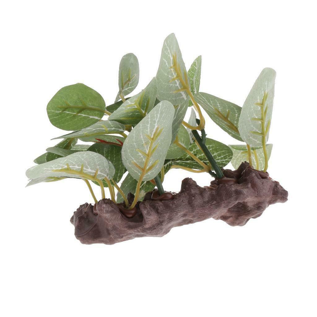 Reptile Plants Terrarium Plants for Bearded Dragons Lizards Habitat Type 1