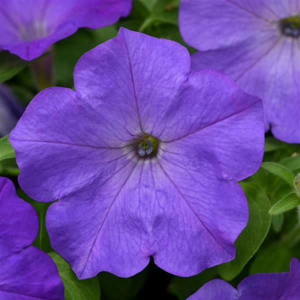 100PCS Seed Petunia Sky Blue Annual Beautiful Fragrance Home Garden High Quality