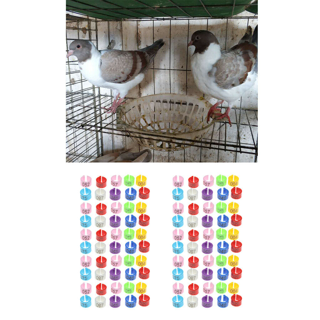 100Pcs Plastic Pigeon Leg Rings Bird Rings Identification Race Colorful Ring