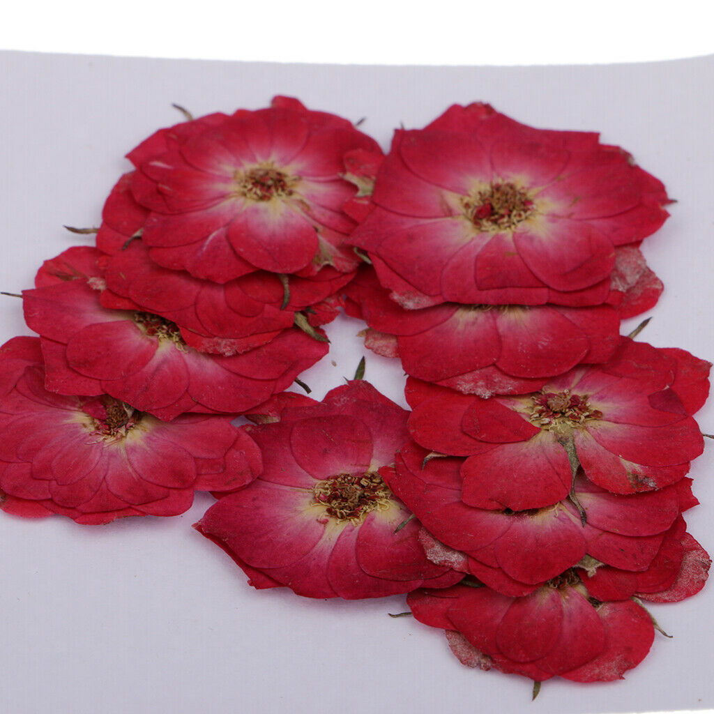 20 X Dried Pressed Flowers For Scrapbooking Card Making Arts Crafts Supplies