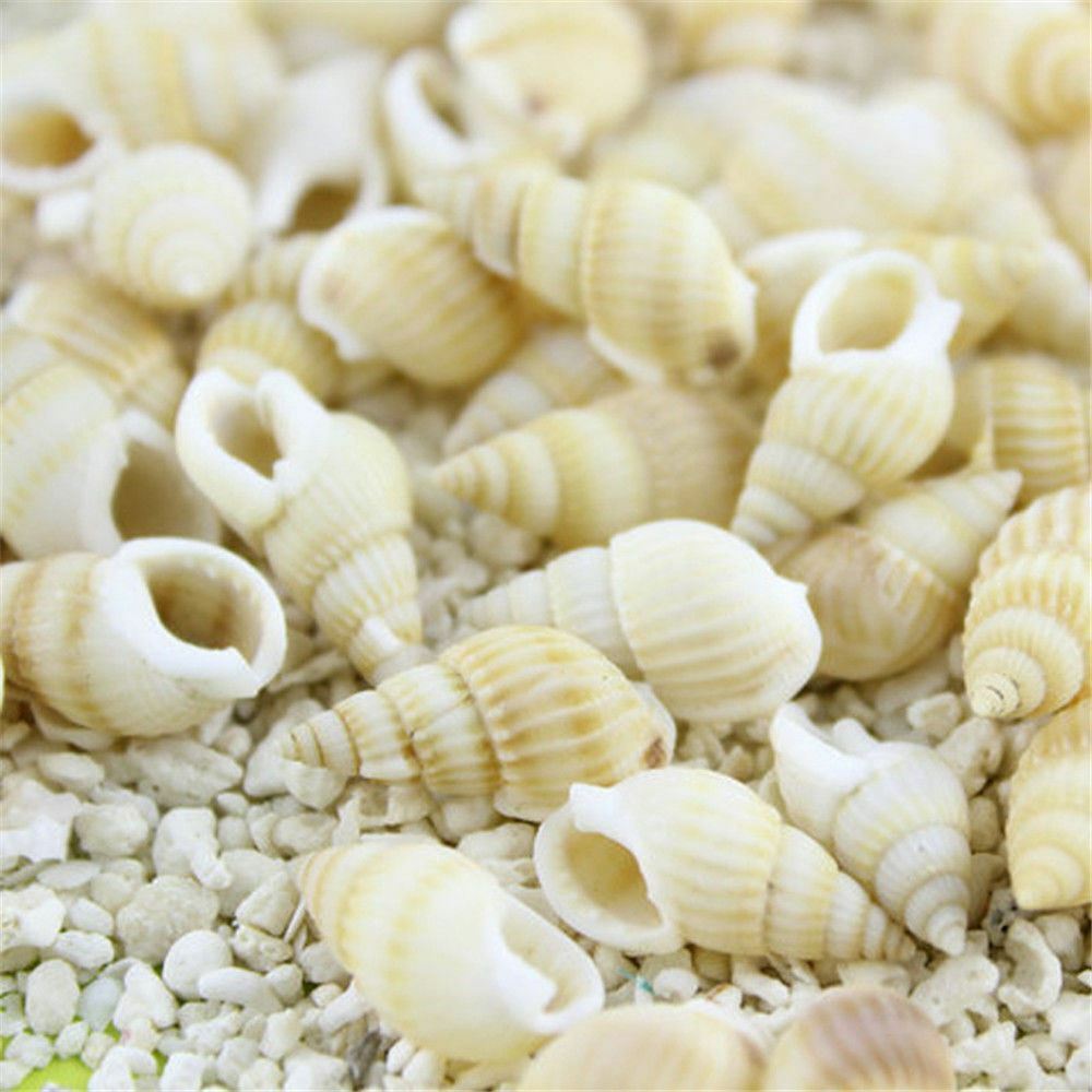 100 pcs Assorted Mini Sea Shells Natural Seashells Spiral Conch DIY Crafts Decor
