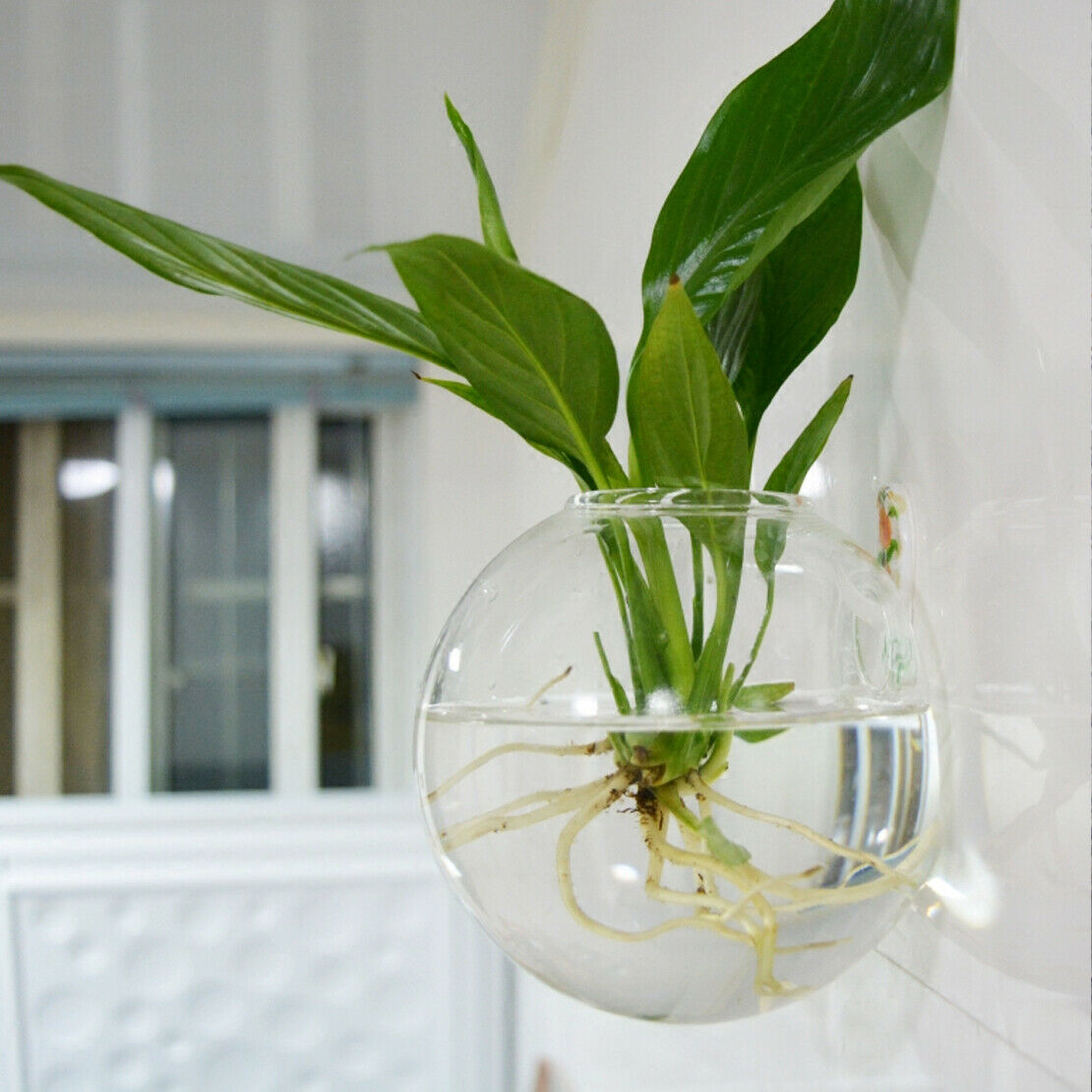 Clear Hanging Plant Flower Terrarium Glass Vase Bottle Fish Container Wall An