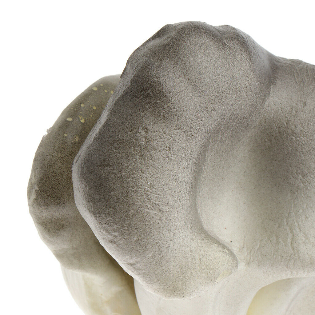 Realistic Artificial Fruits yster mushroom for Home Kitchen Decoration