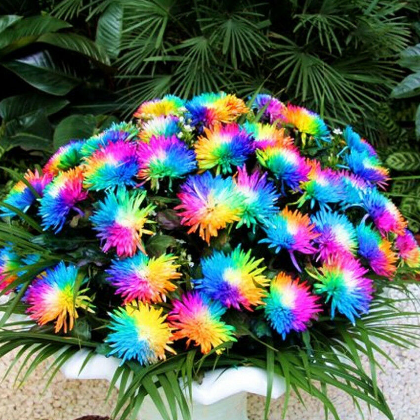 100pcs/bag Rainbow Daisy Flores Chrysanthemum Plants, Bonsai Flower Plant