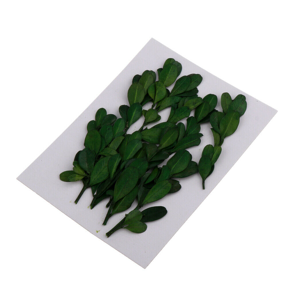 10 Pieces Natural Press Fern Leaves Pressed Real Dried Flower Dry Leaves for DIY