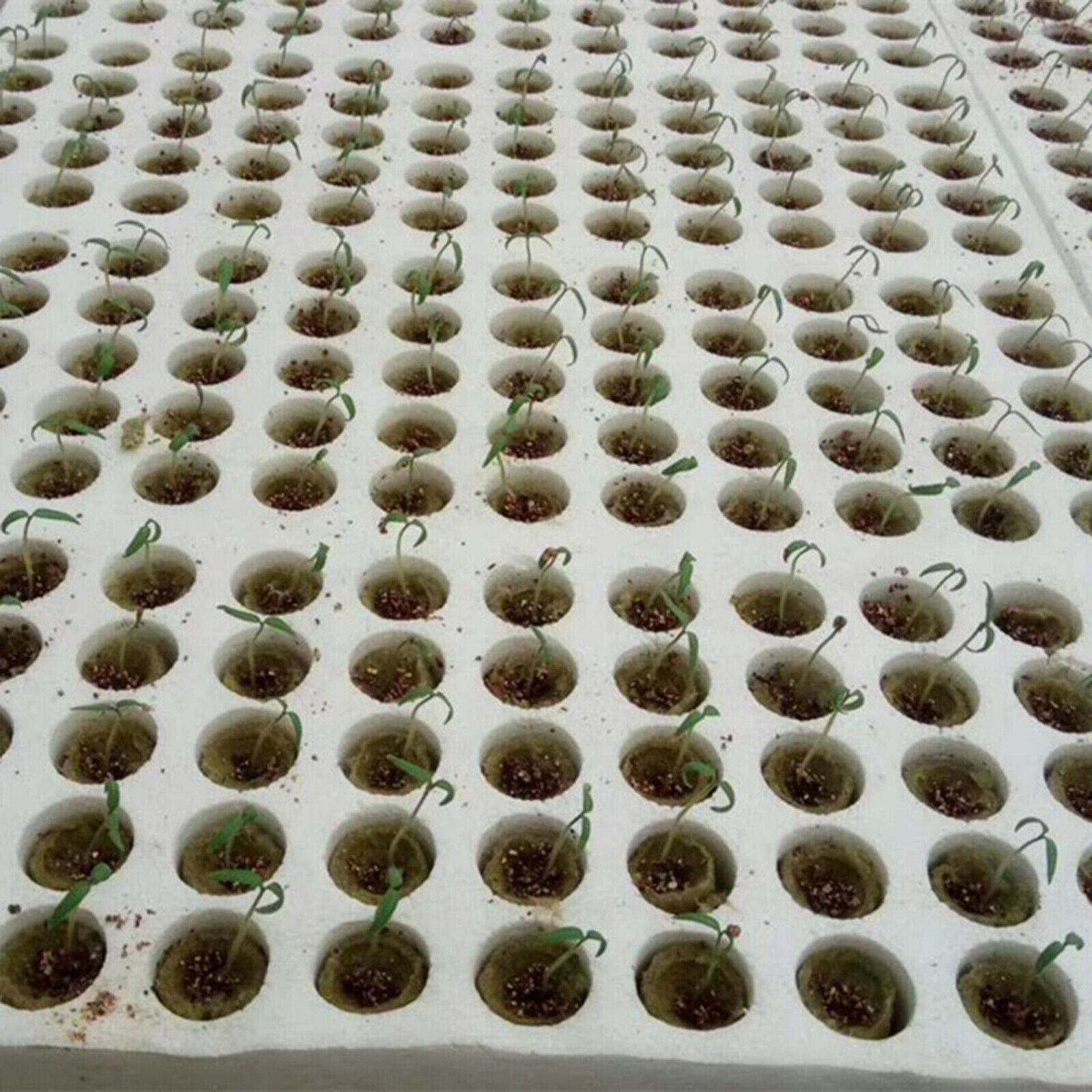 50x Plant Starter Plugs Cubes Rockwool Hydroponic Grow Media Nursery Block
