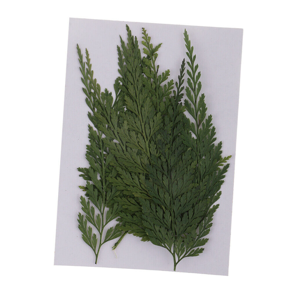 12x   7 - 8cm   Fern   Leaves   Pressed   Dried   Flowers   for   DIY