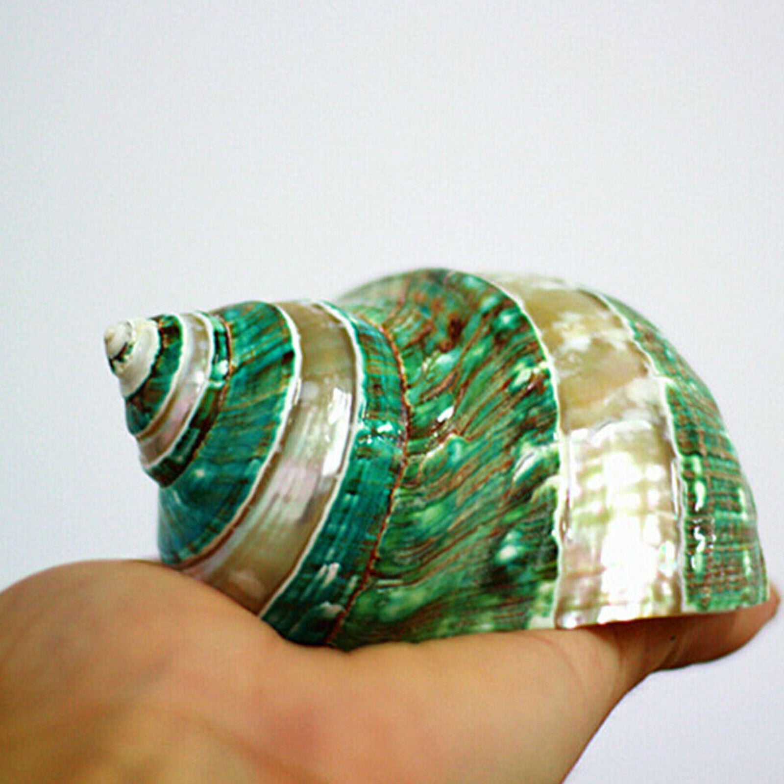 Natural Green Turban Shell Conch Coral Sea Snail Home Fish Tank Ornament Gift