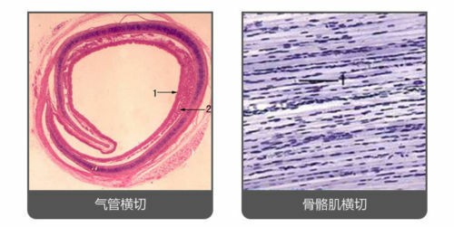 100 PCS Human Tissue Sections Histology Prepared Specimen Microscope Slides