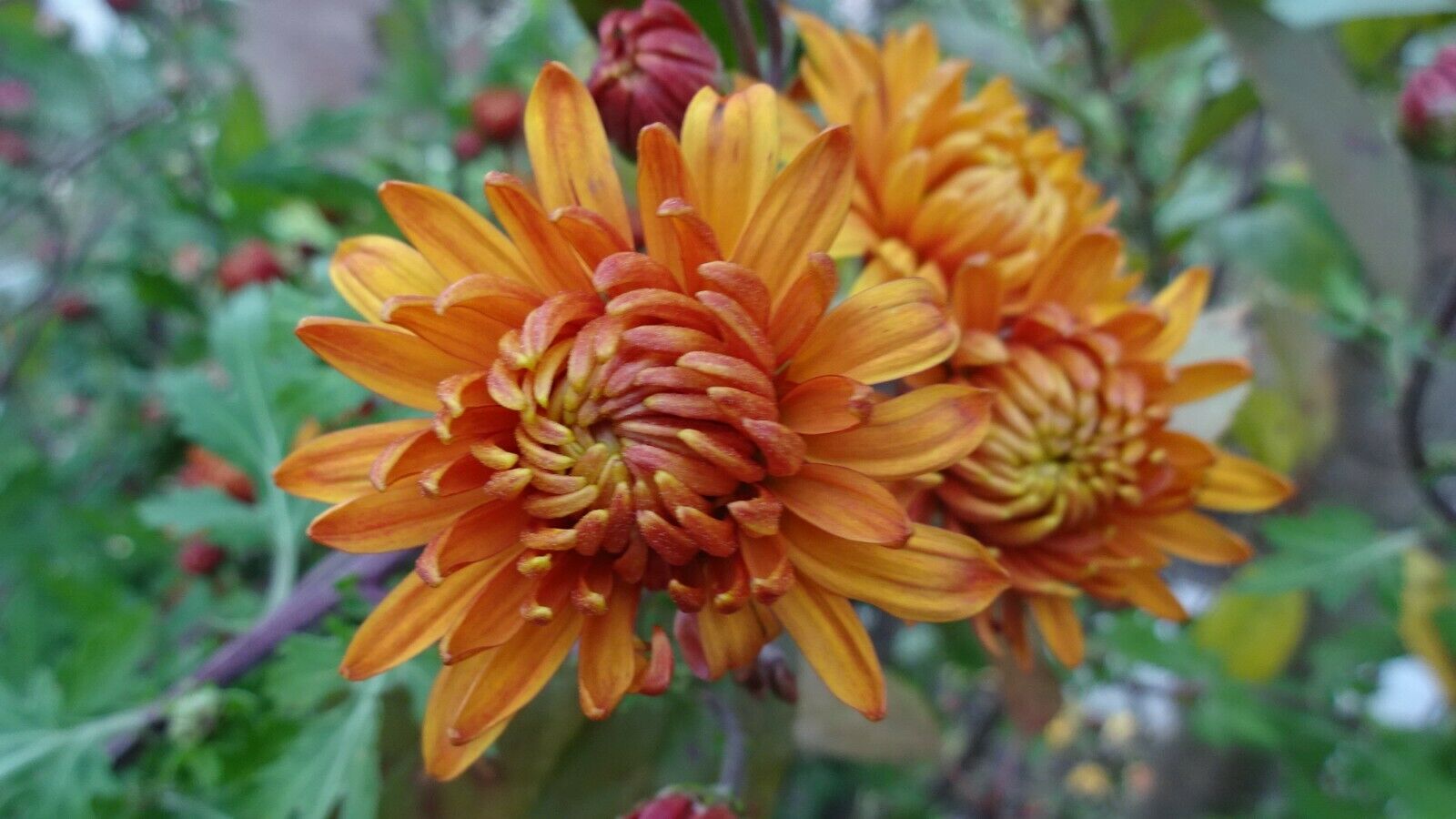 50 PCS Flowers Seeds Korean Orange Chrysanthemum Perennial Plant Home Garden