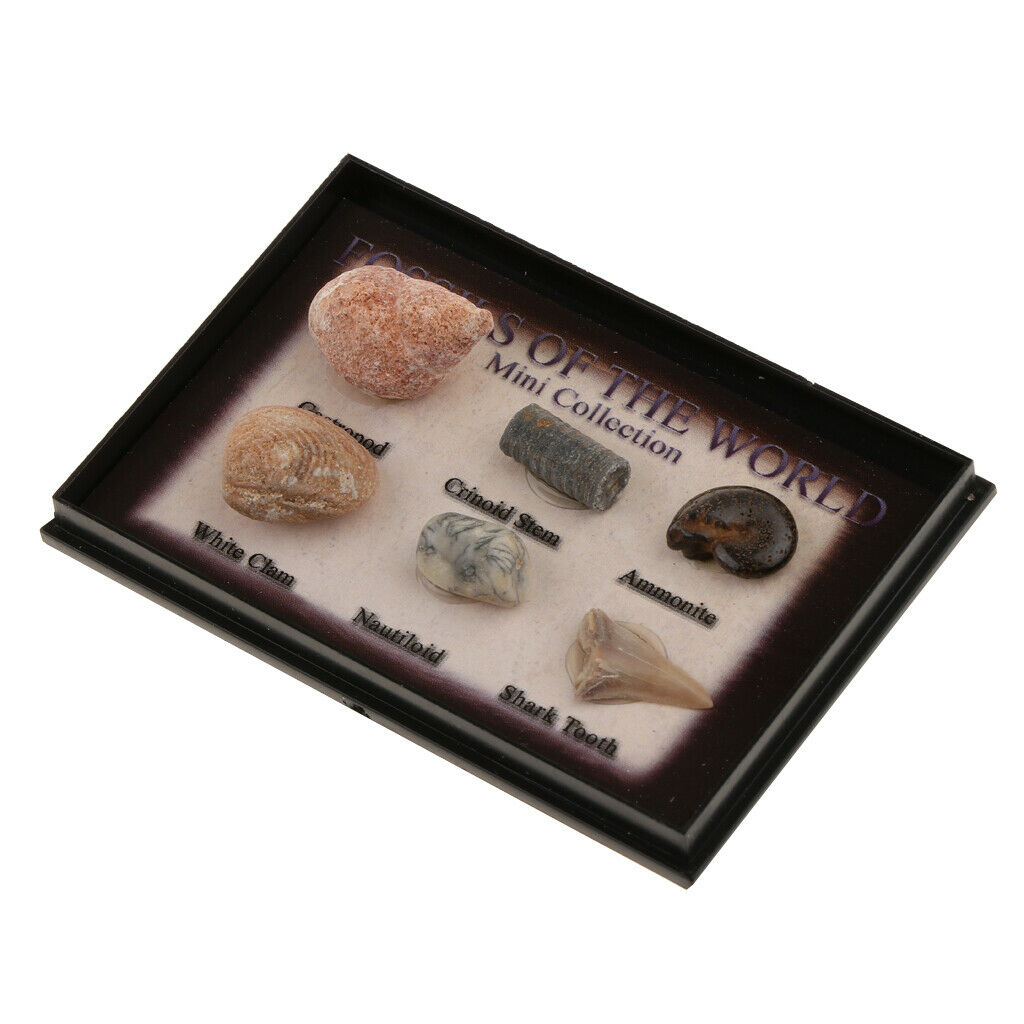 Prettyia   6Pcs   Marine   Animal   Fossils   School   Biology   Teaching   Aids