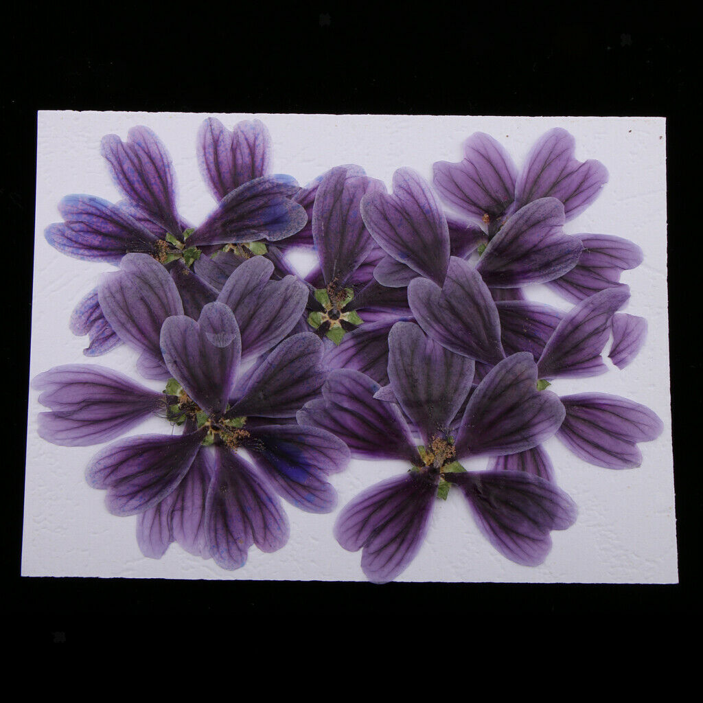 30 Pieces Sakura Alcea Rosea Ammi Majus Blossom Flower Real Pressed Dried