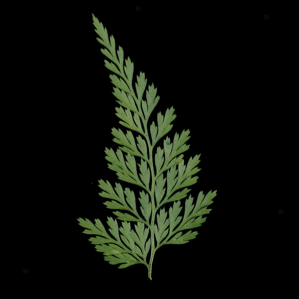 12 Pieces Natural Press Fern Leaves Pressed Real Dried Flower Dry Leaves for DIY