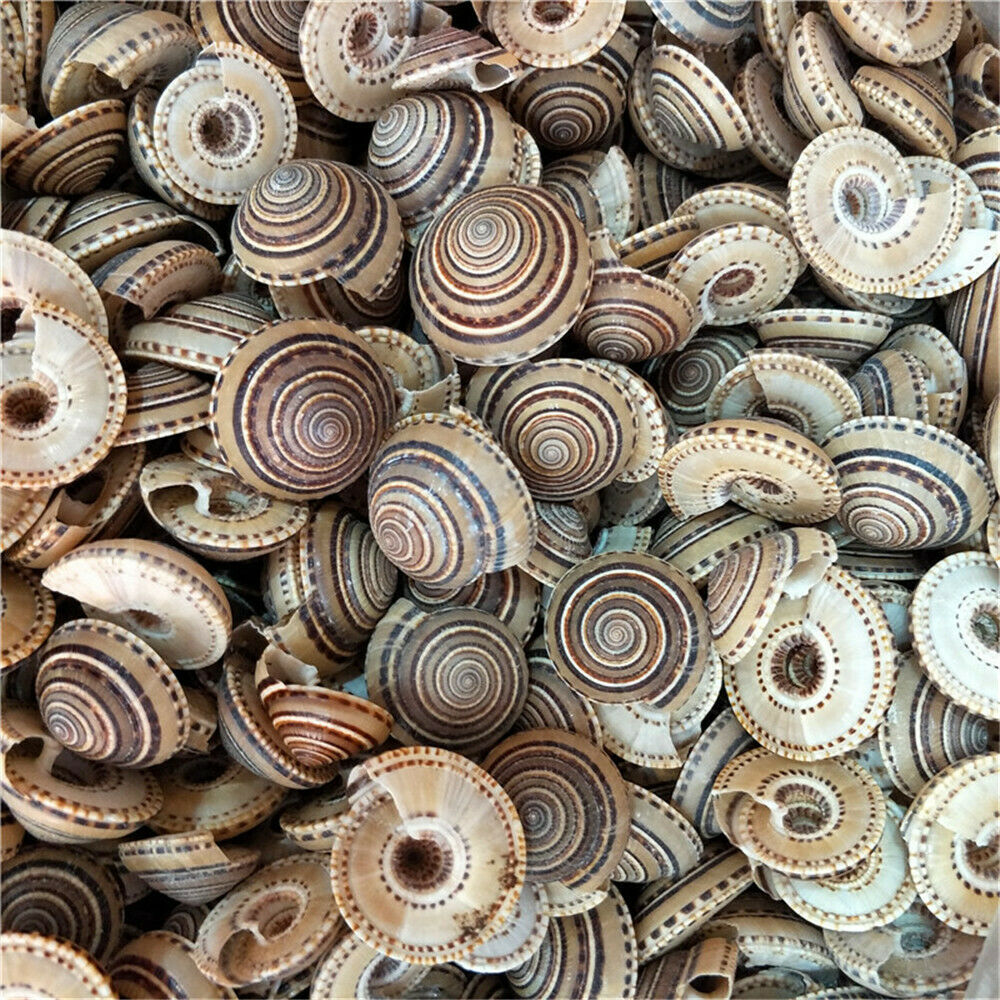 4pcs Natural Spiral Seashell Striped Shell Conch Aquarium Nautical Decor 35-40mm