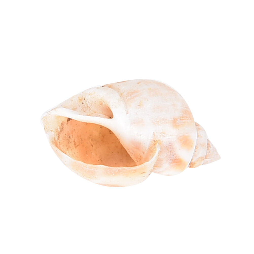 Aquarium Mixed Bulk Sea Shells Beach Shell Table Decor Craft FUN HOT B Re