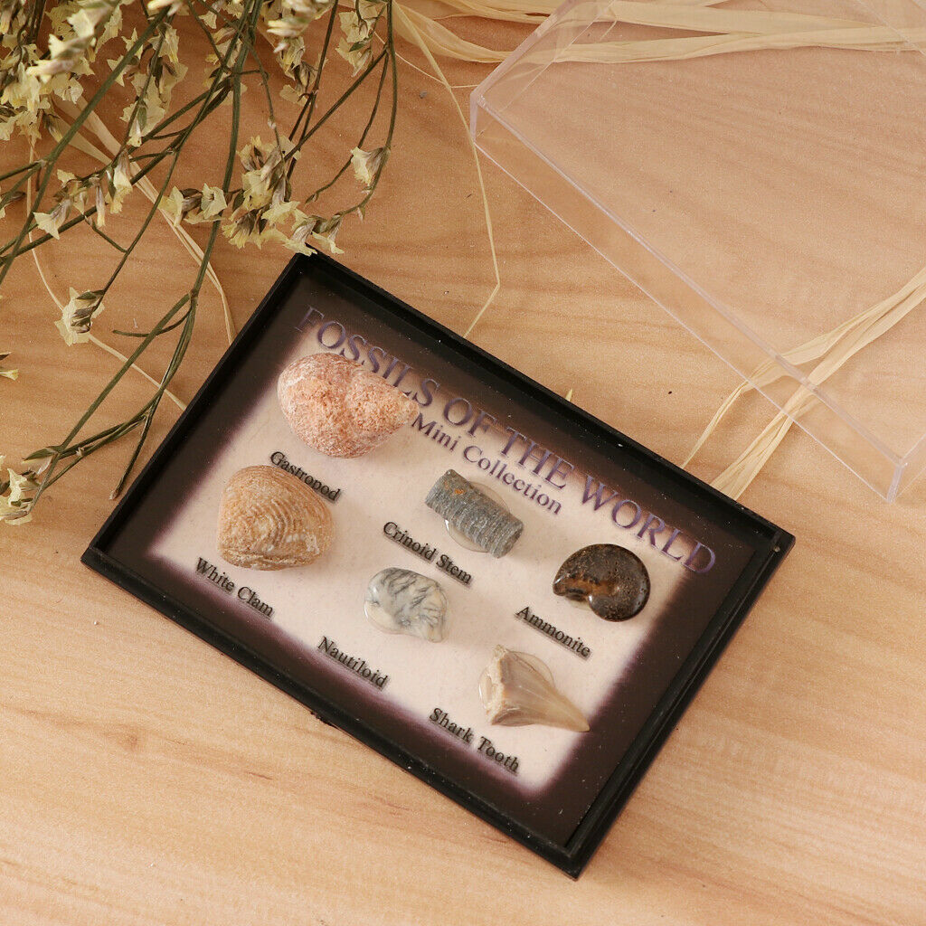 6Pcs Marine Animal Fossils Specimens Collection School Biology Teaching Aids