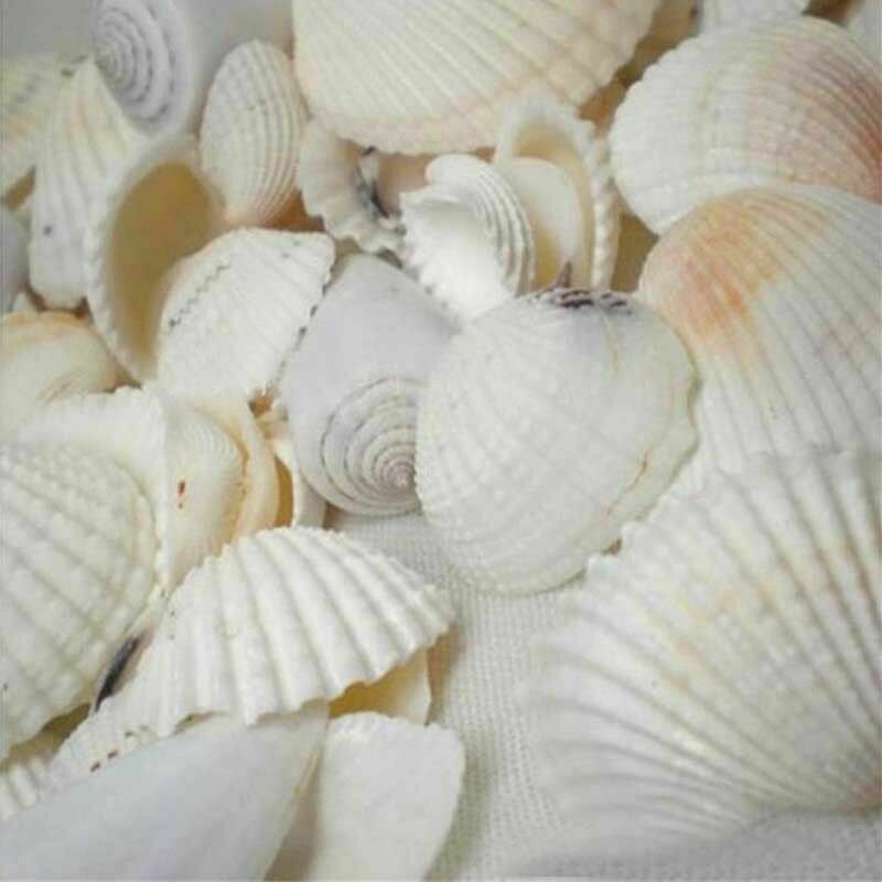 Natural Beach Shells - Home Decor Seashells Wedding Display Craft Aquarium Sea