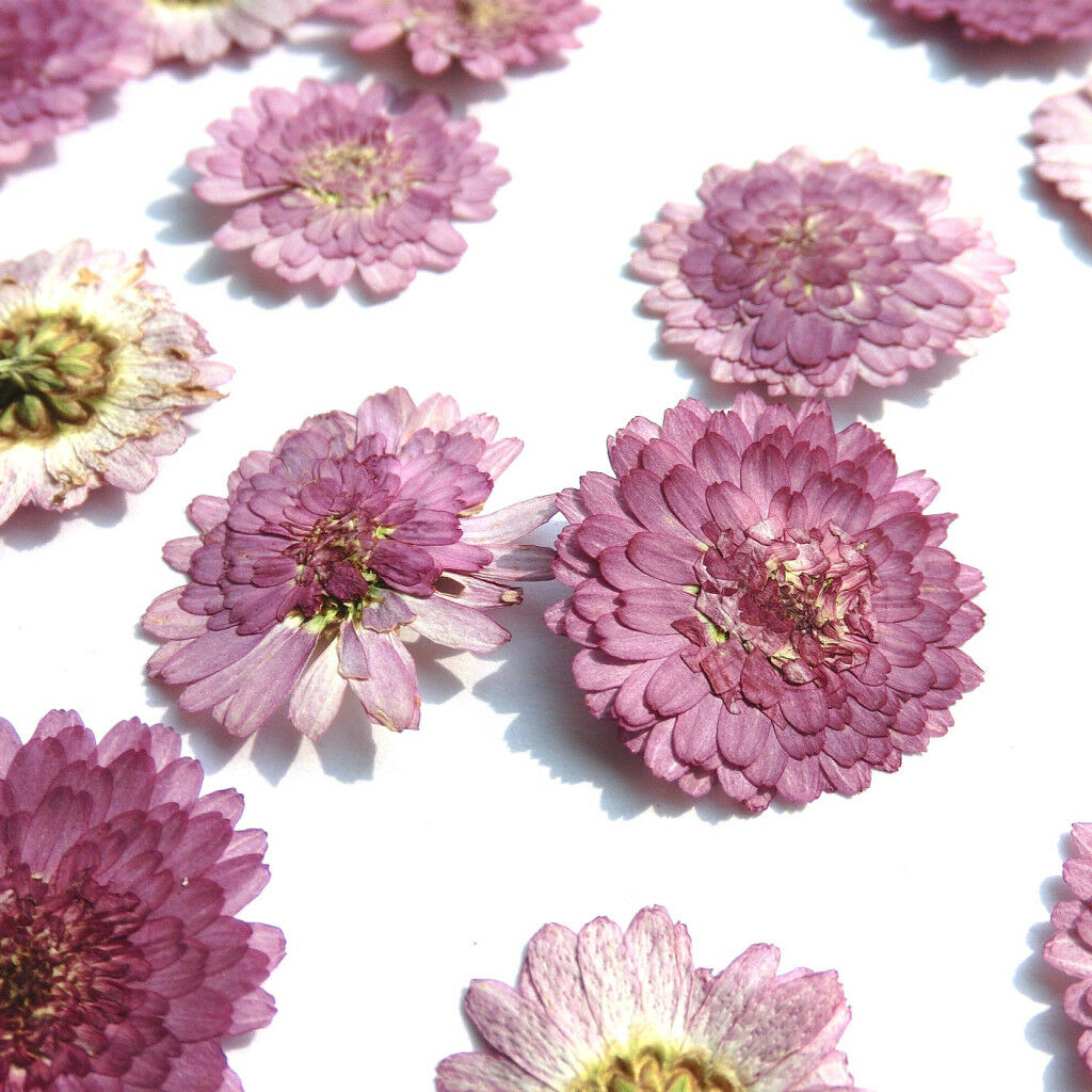 20x Small Pressed Real Dried Flowers Leaves DIY Jewelry Card Album