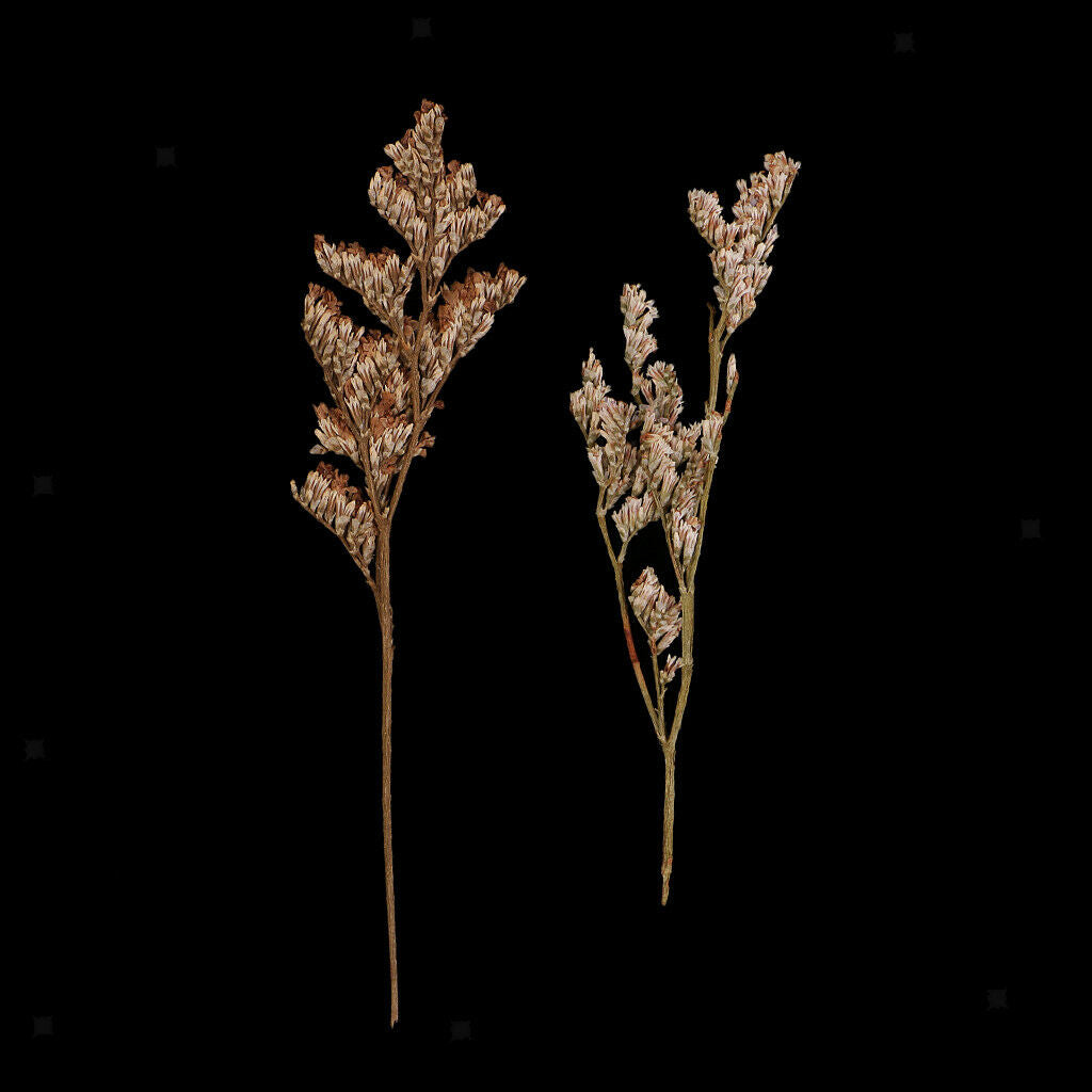 20x Pressed Real Natural Dried Flowers Limonium for DIY Specimen Craft 6-9cm