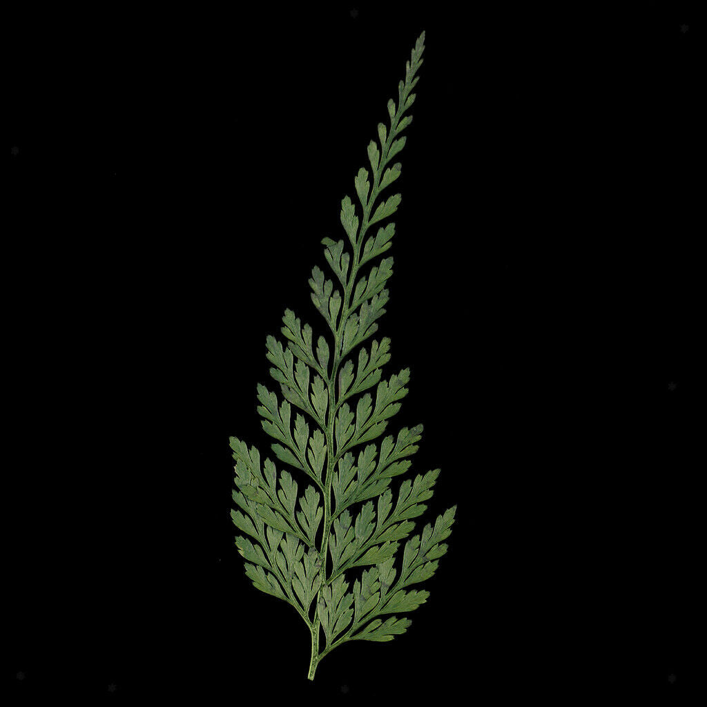 12x   7 - 8cm   Fern   Leaves   Pressed   Dried   Flowers   for   DIY