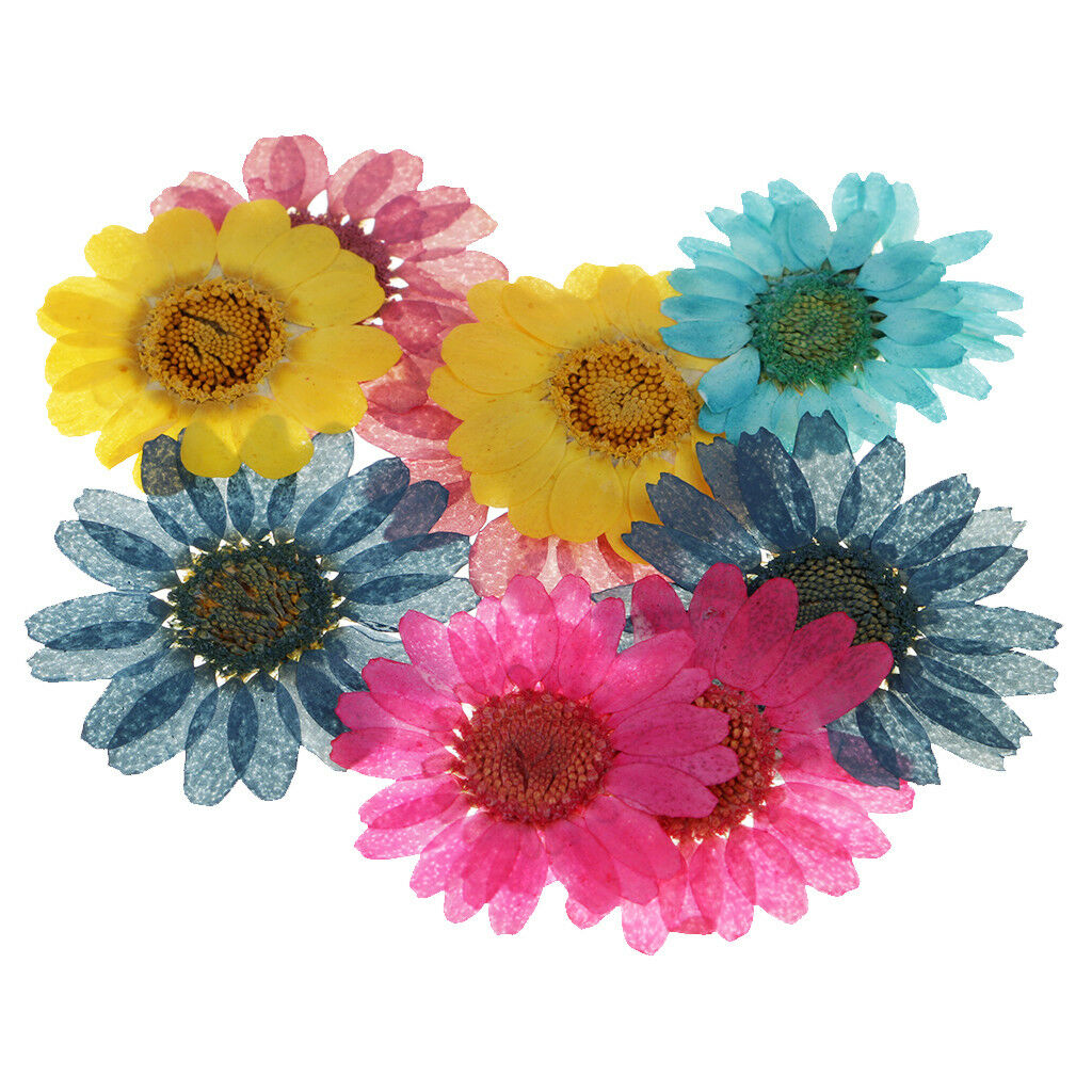 10 Pieces Dried Pressed Paludosum Daisy Flowers for DIY Art and Crafts