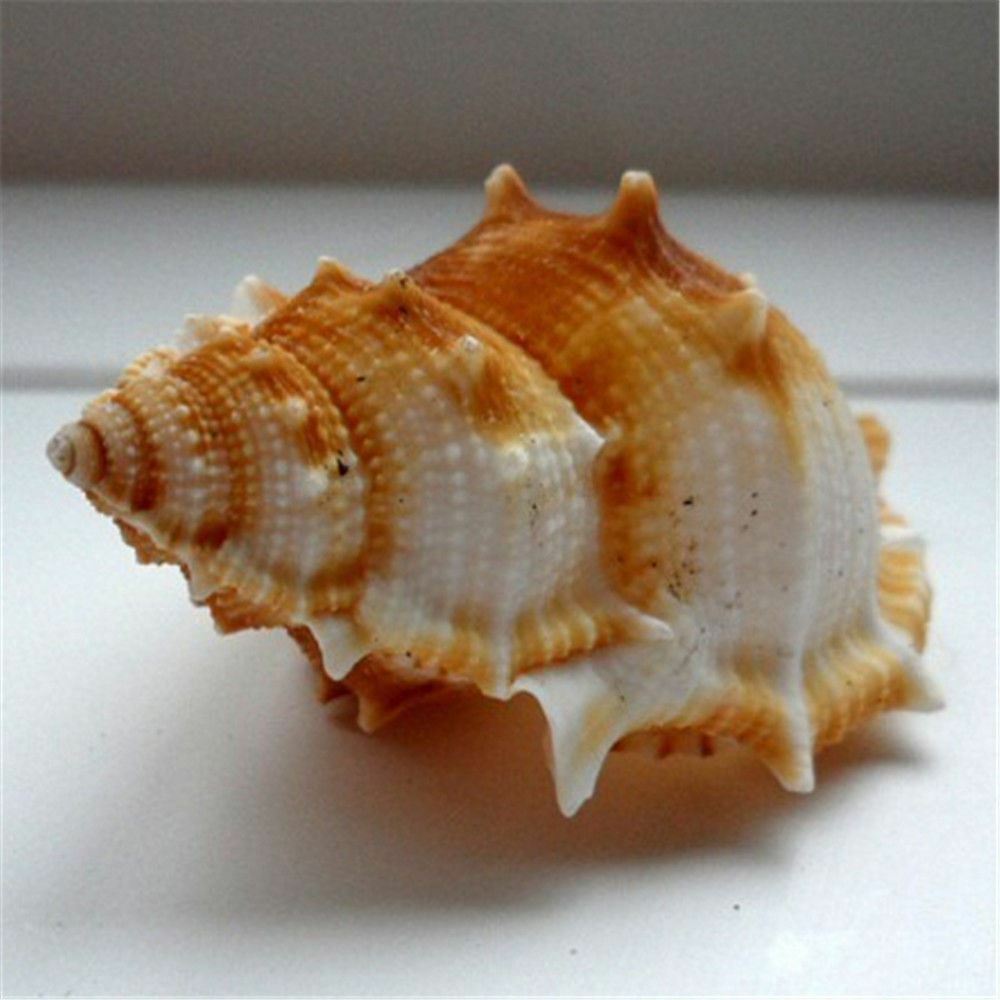 2 pcs Spiral Sea Shells 3cm -6cm Natural Seashells Conch DIY Craft Decorations