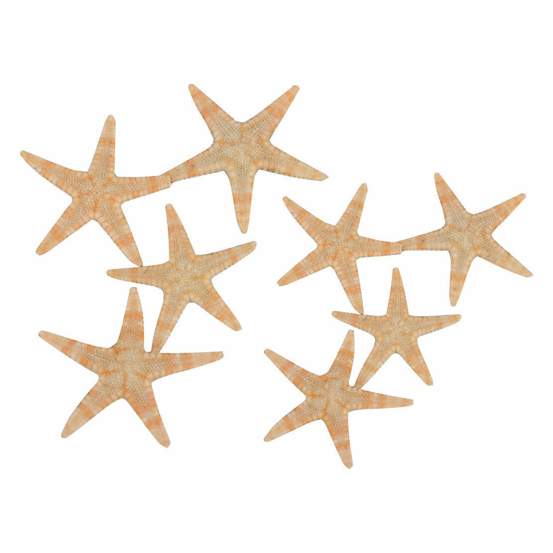 100x Shell Mini Natural Flat Tan Starfish Seashells Beach Wedding Party Decor