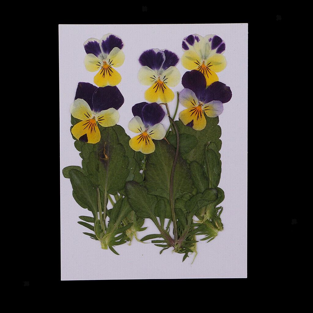 6 Pieces Natural Real Pressed Pansy Flower Dried Flower Floral Embellishments
