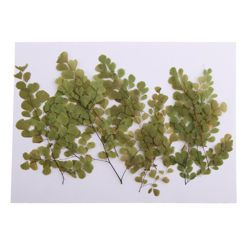 20 Pieces Beautiful Pressed Dried Sakura Flowers Cherry Blossom Adiantum Plant