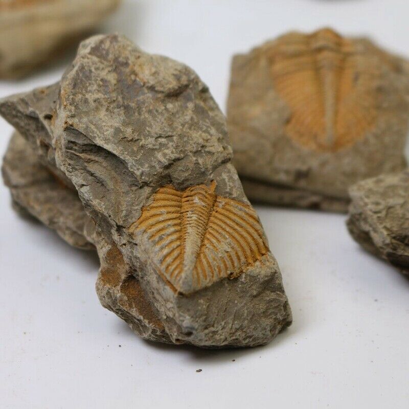 1X(1 PC Natural Trilobite Tail Fossil Ancient Fossils Teaching Specimens Colle1)