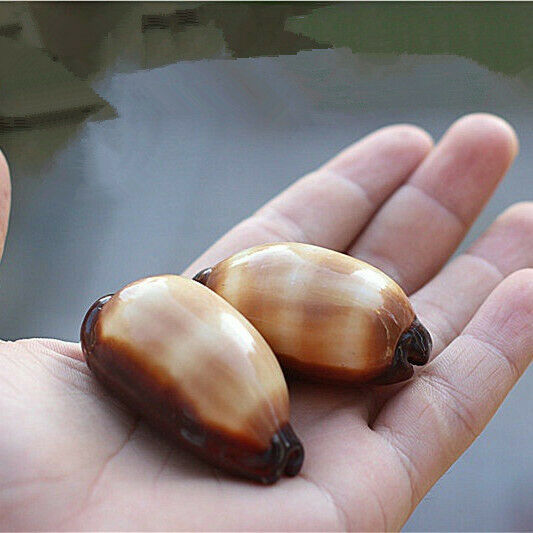 2Pcs Natural Mole Cowrie Conch Seashells Nautical Ornament Decor 5-6cm HH6984