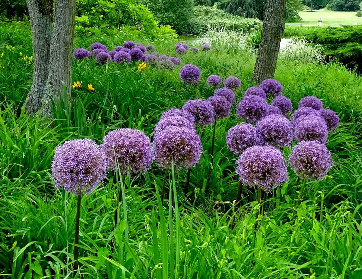 20 Seeds  Allium Giganteum Giant Onion Perennial Plant Home Garden High Quality