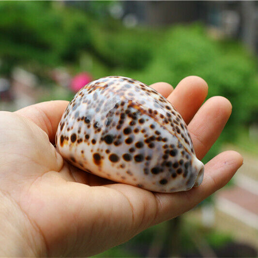 1Pcs Natural Cypraea Tigris Sea Shells Conch Fish Tank Decor Ornament HH6968