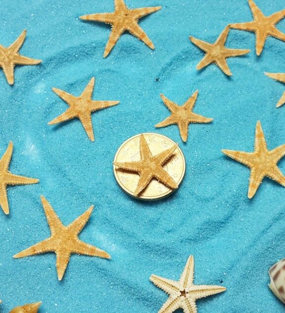 100 Pcs Mini Natural Flat Tan Starfish Seashells Beach Wedding Party Decor Craft