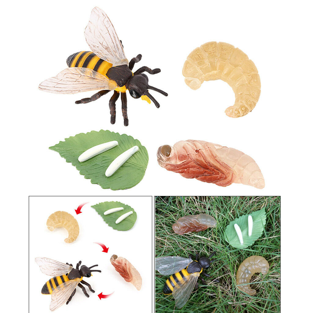 Lifelike Nature Insects Growth Life Cycle Kids Learning Toys Teaching Aids