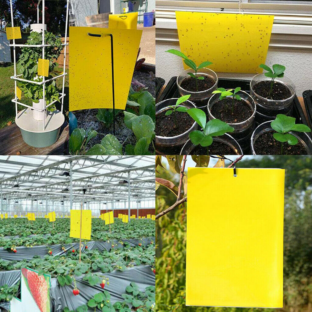 Double-Sided Sticky Traps 6x4 Inch for Whiteflies Aphids Thrips 30pcs