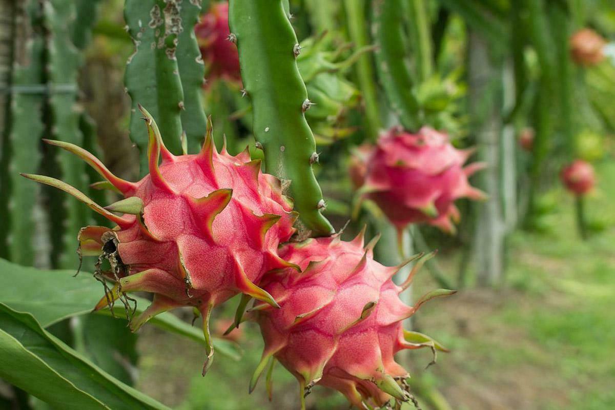 40 PCS Seeds Pitahaya Dragon Fruit Sweet Edible Fruit Home Garden High Quality