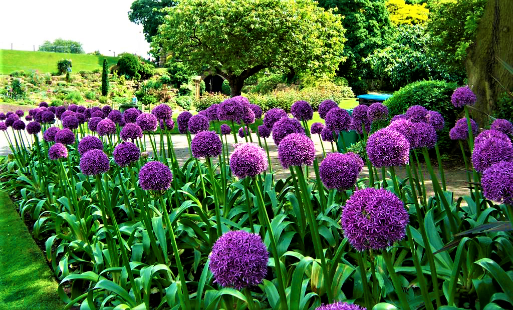 20 Seeds  Allium Giganteum Giant Onion Perennial Plant Home Garden High Quality