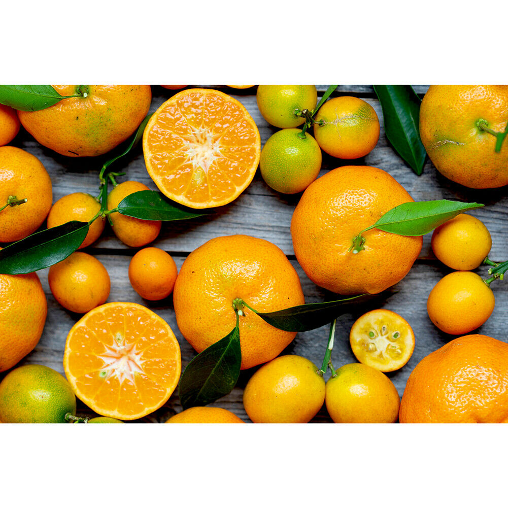 Orange Fruit 1000pcs DIY Paper Puzzles Jigsaw Educational Kids Adults Toys @