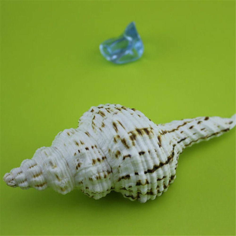 1 pc Natural Long Spiral Conch Salisbury's Spindle Seashells Shells Crafts Decor