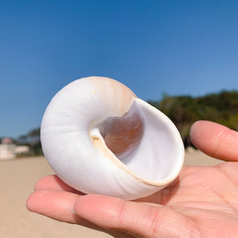 Natural Bread Snail Shells Hermitage Crab Replacement Conch Ornaments 7-8CM
