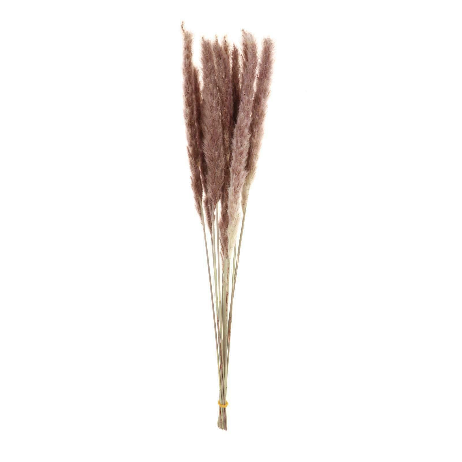 Pack of 70 Natural Dried Pampas Grass Home Party Boho Decor Photograph Props