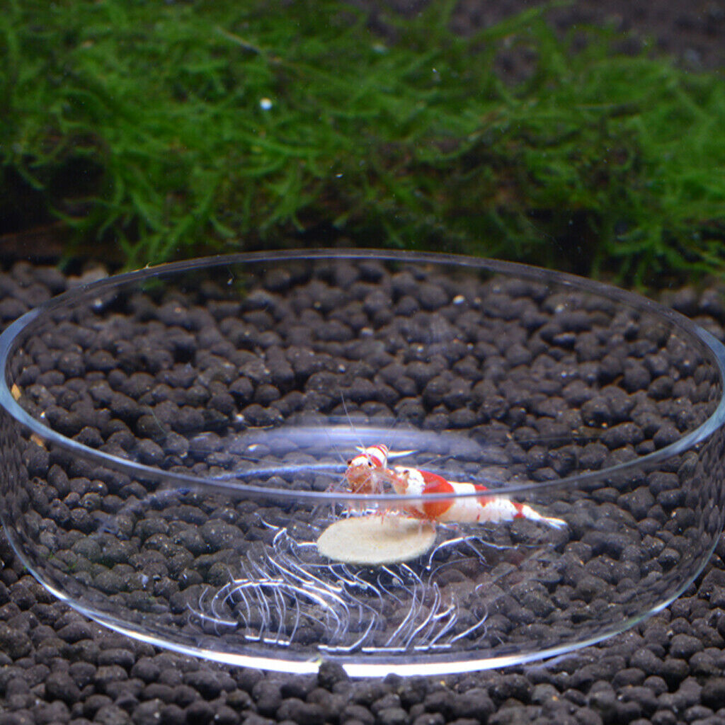 Shrimp Feeding Dish for Fish Tank Acrylic Shrimp Food Aquarium - Pattern Winter