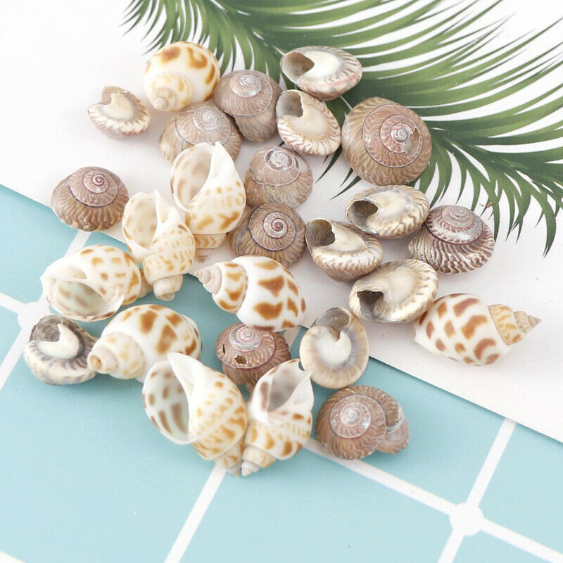About 100Pcs/Box Natural Conch Shells Mini Conch Corn Screw Wall Decoration DSJ