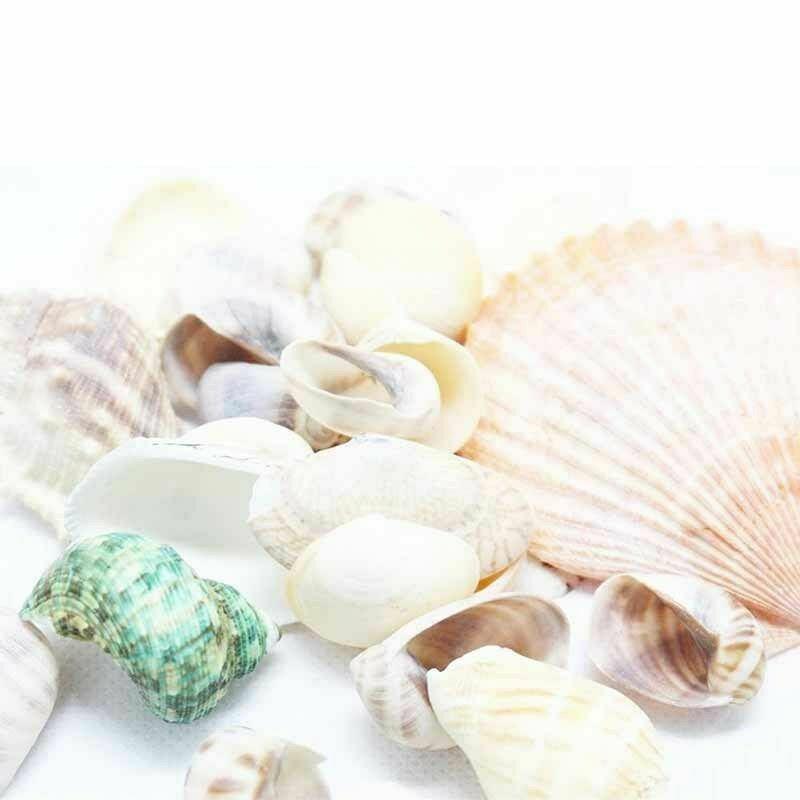 Natural Beach Shells - Home Decor Seashells Wedding Display Craft Aquarium Sea