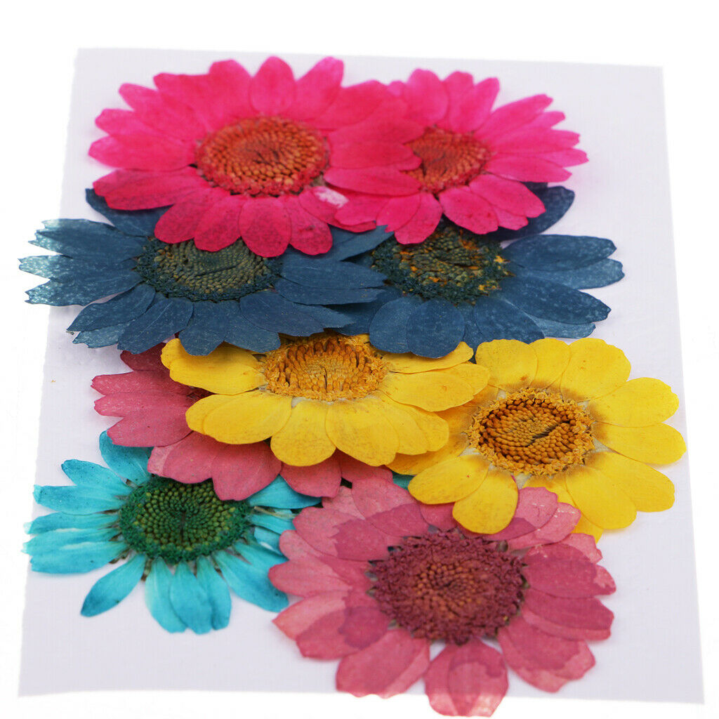20 Pieces Natural Real Dried Pressed Flowers For Art Craft DIY Scrapbooking